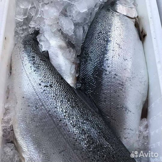 Лосось атлантический охлажденный 