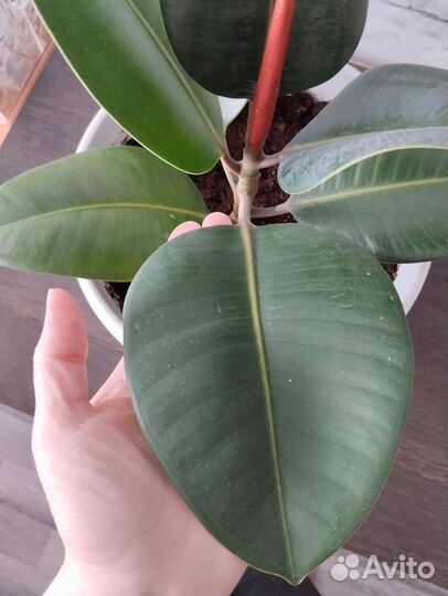 Фикус каучуконосный