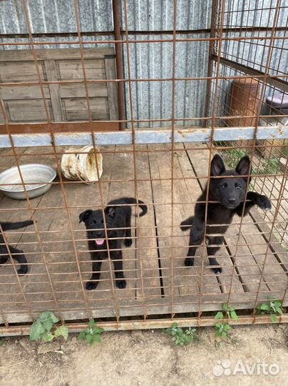Щенки черной немецкой овчарки