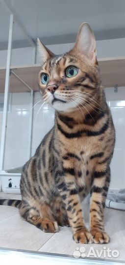 Передержка домашних животных