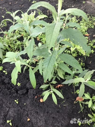 Буддлея давида видовая розовая