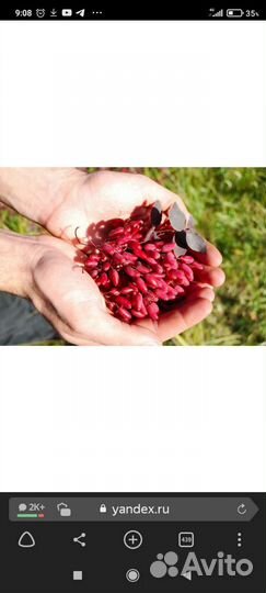 Барбарис, гортензия, жимолость