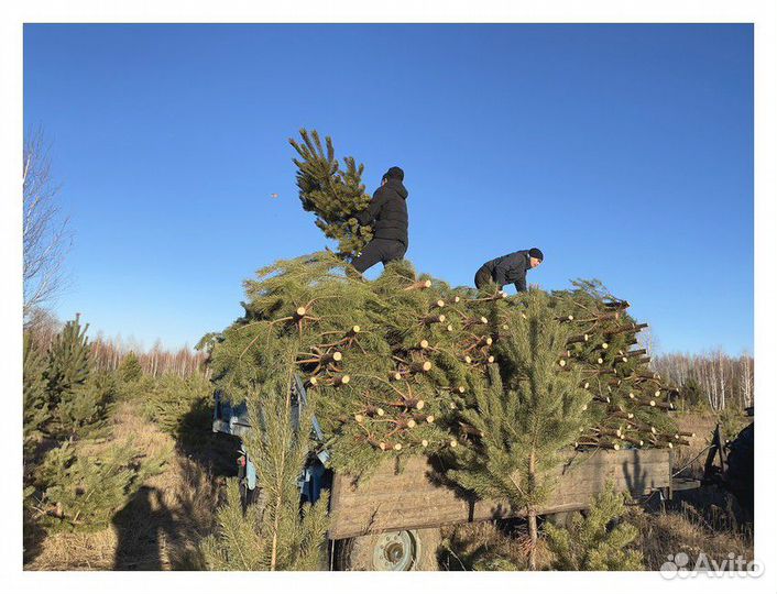 Сосна Оптом