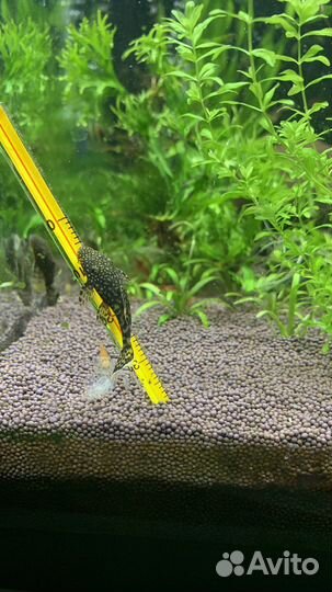 Креветки Вишни сомики