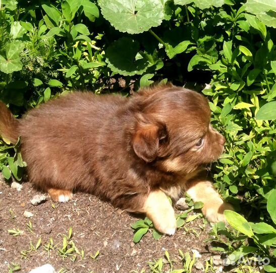 Мальчик чих