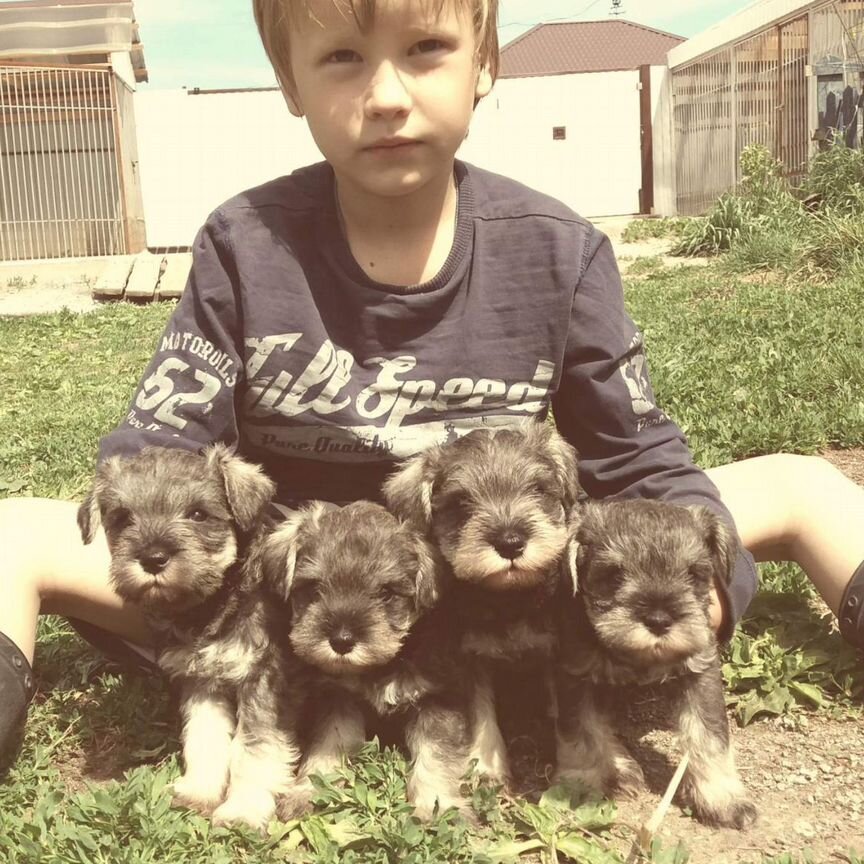 Цвергшнауцер щенки перец с солью