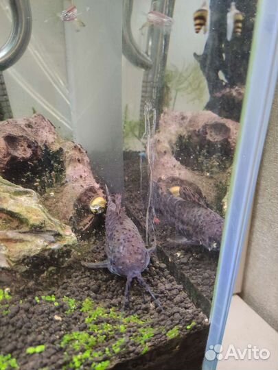 Золотая рыбка, телескоп, сом