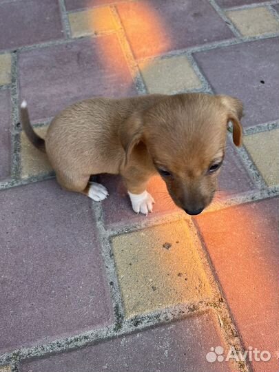Собака в добрые руки щенок