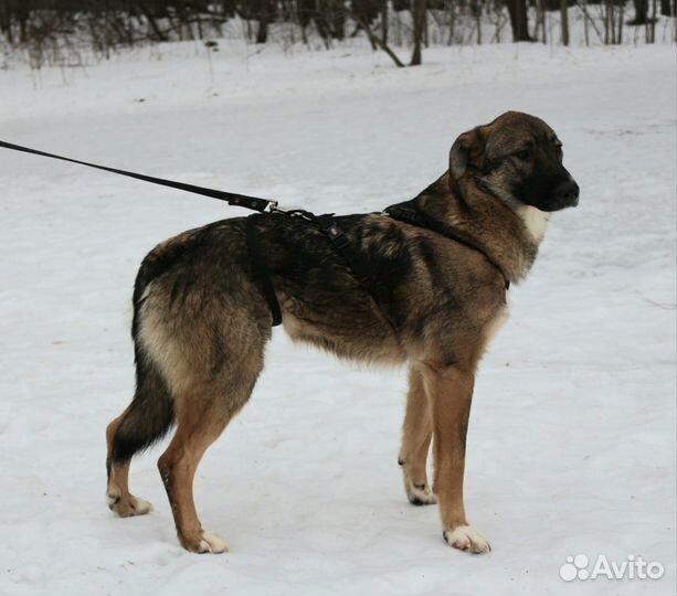 Молодой ласковый пес тоскует в приюте