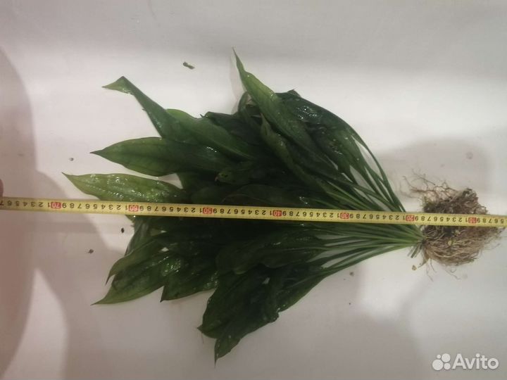 Растение аквариумное