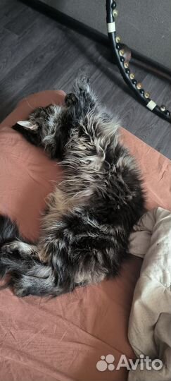 Вязка кошки мейн-кун