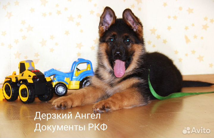 Шикарный кобель с документами РКФ