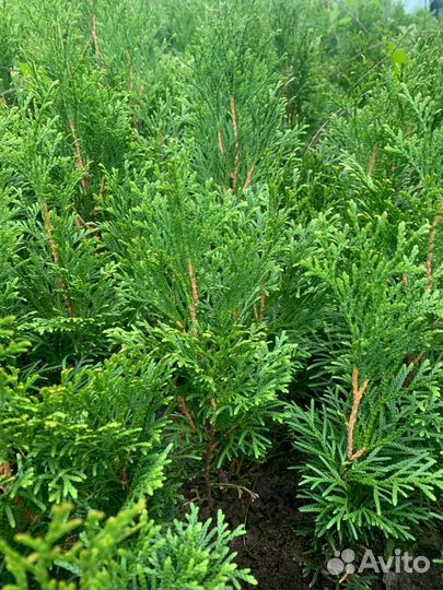Туя смарагд саженцы