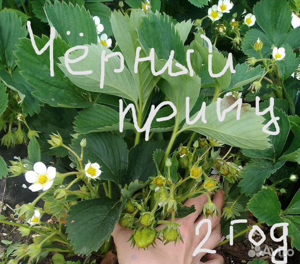 Клубника Чёрный принц, Азия саженцы