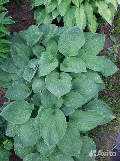 Хоста, ирисы