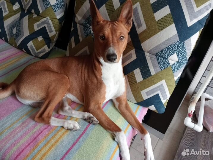 Басенджи вязка