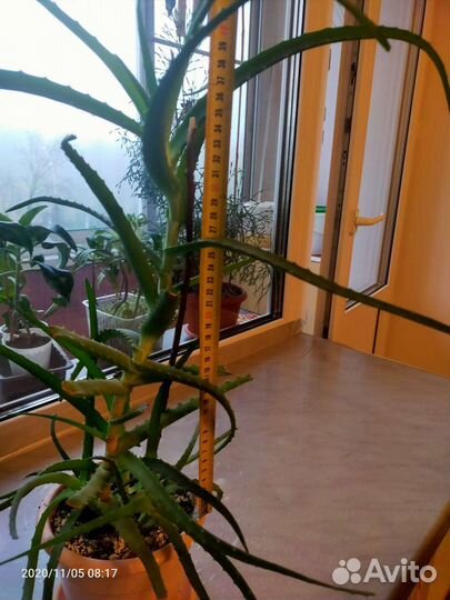 Алоэ столетник