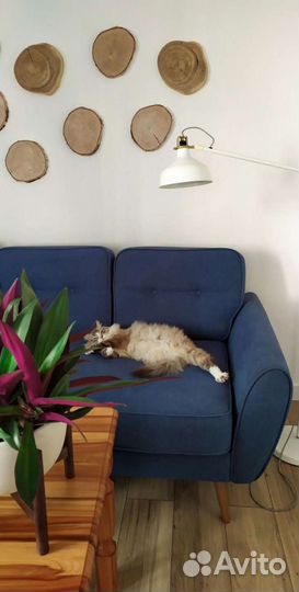 Комнатные растения Рео Традесканция