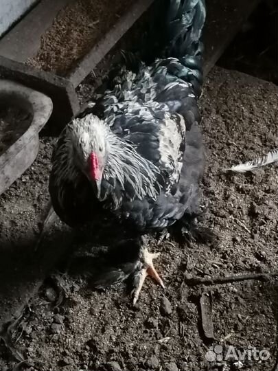 Петух брама