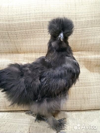 Куры молодки