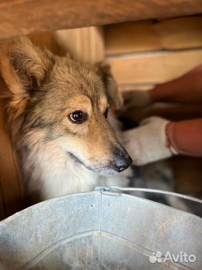 Собака трусишка ищет защиты