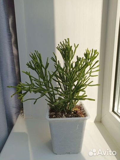 Кактусы хатиора, опунция цилиндрическая