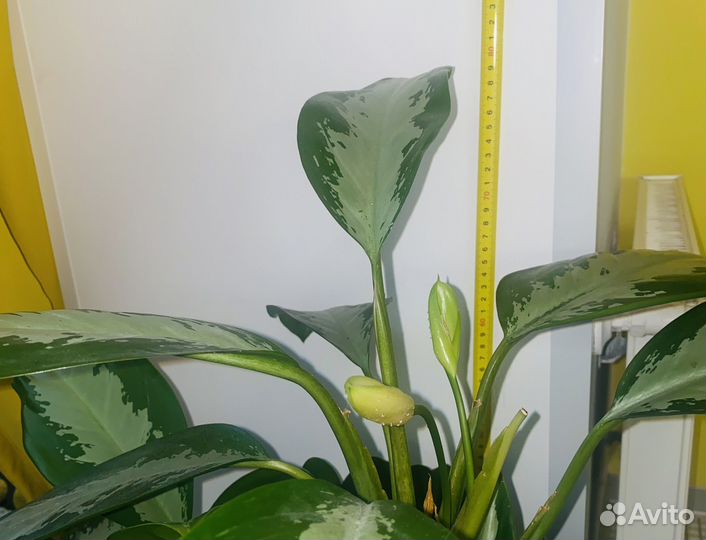 Аглаонема высота 75 80 см с кашпо