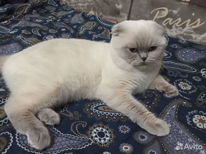 Шотландский вислоухий кот вязка