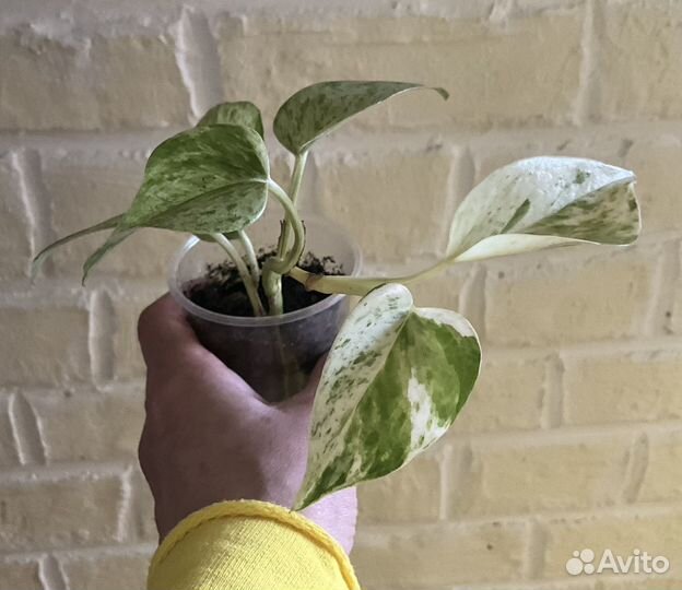 Сциндапсусы, эпипремнумы, домашние растения