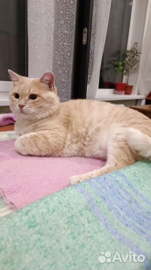 Кот мышелов