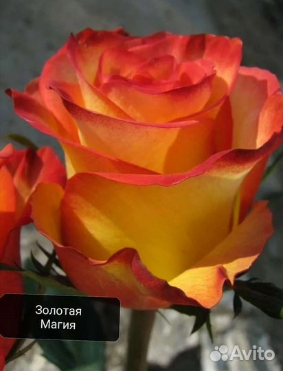 Саженцы роз самые красивые осень 2023г