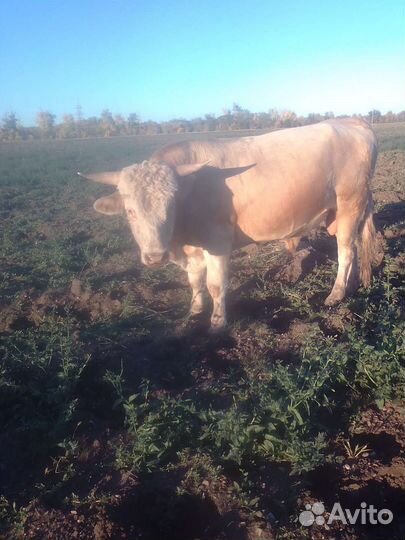 Бык.корова
