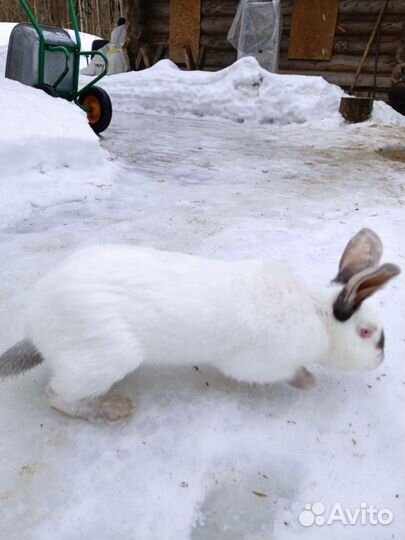 Крольчата Ризен