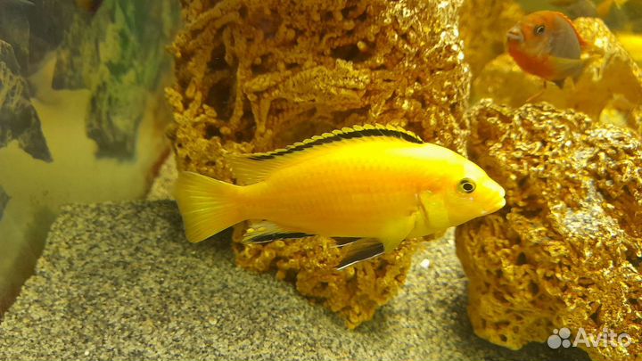 Аквариумные рыбки : Цихлиды африки оз.Малави