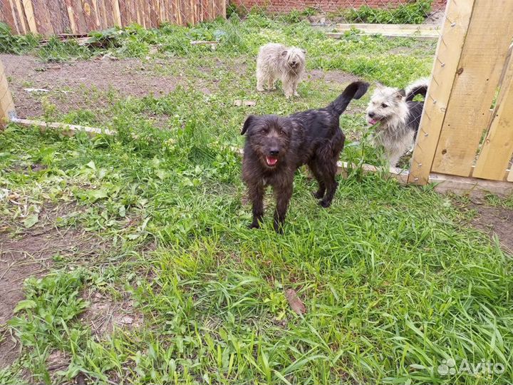 Самая лучшая собака в дом