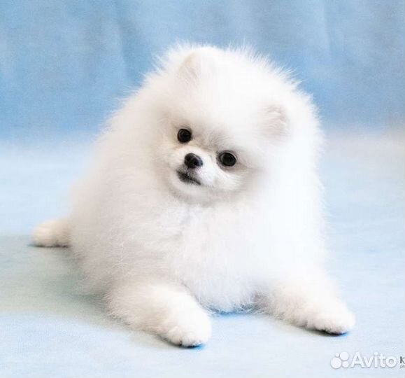 Белый померанский шпиц, мини, щенки