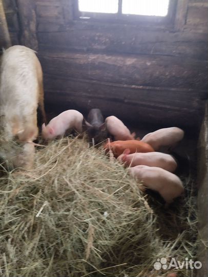 Поросята