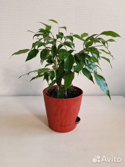 Фикус бенджамина Наташа