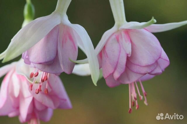 Laura biolcati rinaldi фуксия фото