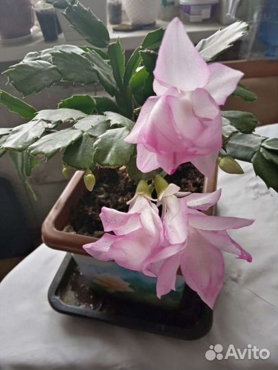 Укоренённые отростки декабриста продам