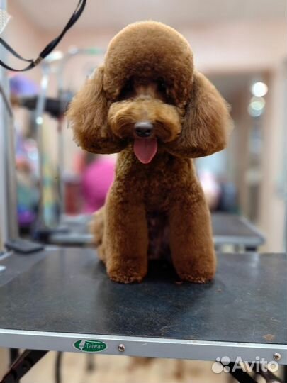 Пудель вязка