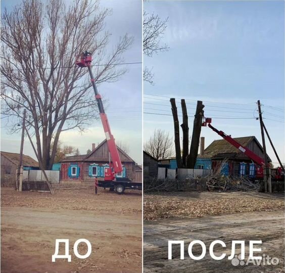 Спил деревьев