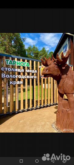 Мёд из Тарноги