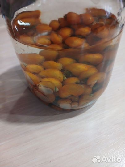 Улитки аквариумные