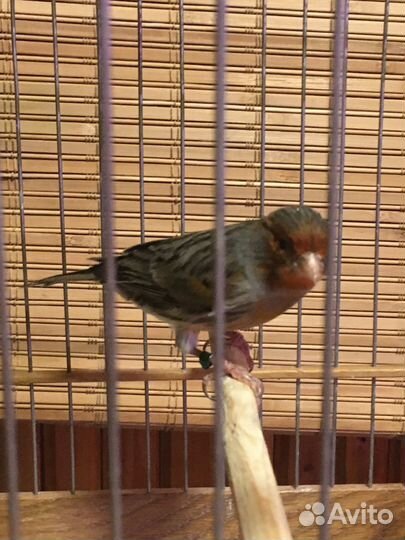 Канарейки красные,черно-красные, изабелла