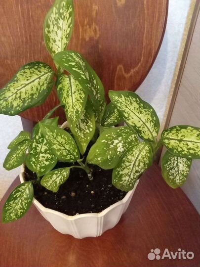 Цветы. Диффенбахия