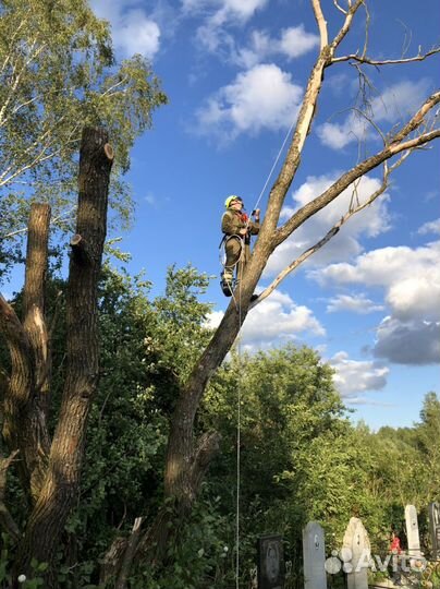 Арборист спил и удаление аварийных деревьев