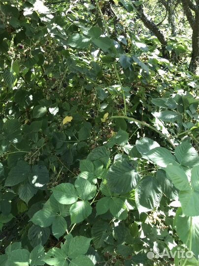 Саженцы ежевики