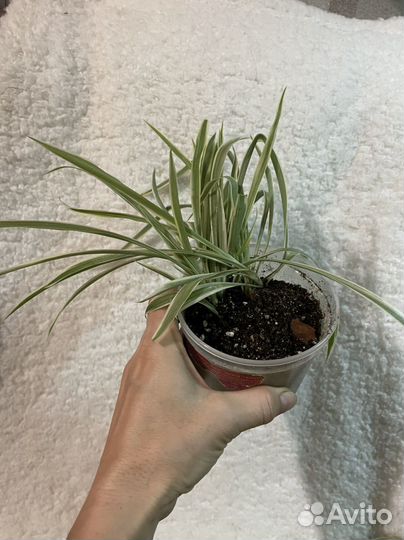 Хлорофитум