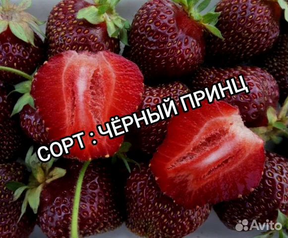 Рассада (саженцы) клубники Черный принц